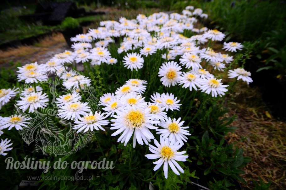 Астра Альпийская Альба