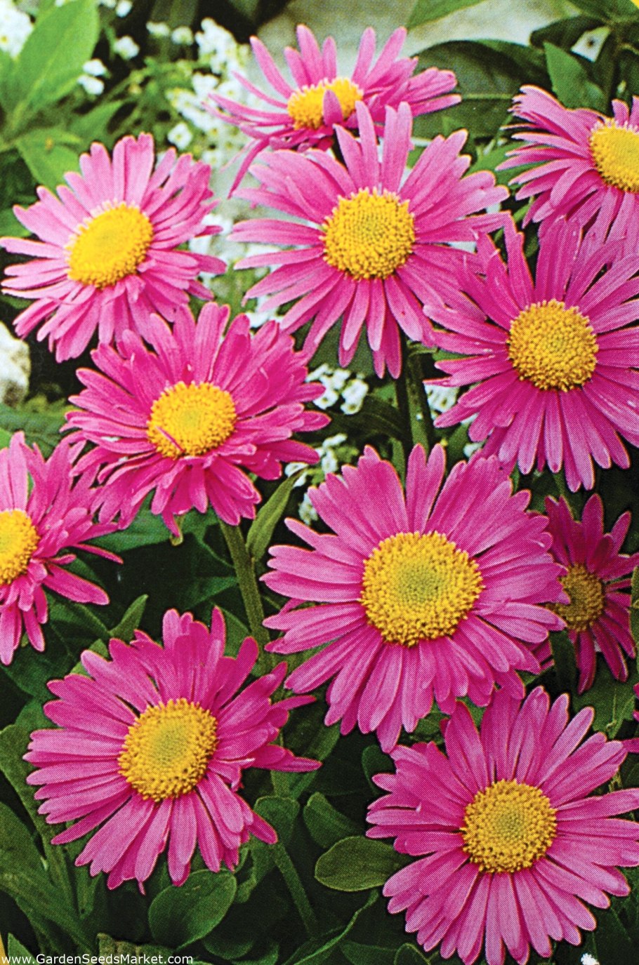 Астра многолетняя кустарниковая (Aster dumosus)