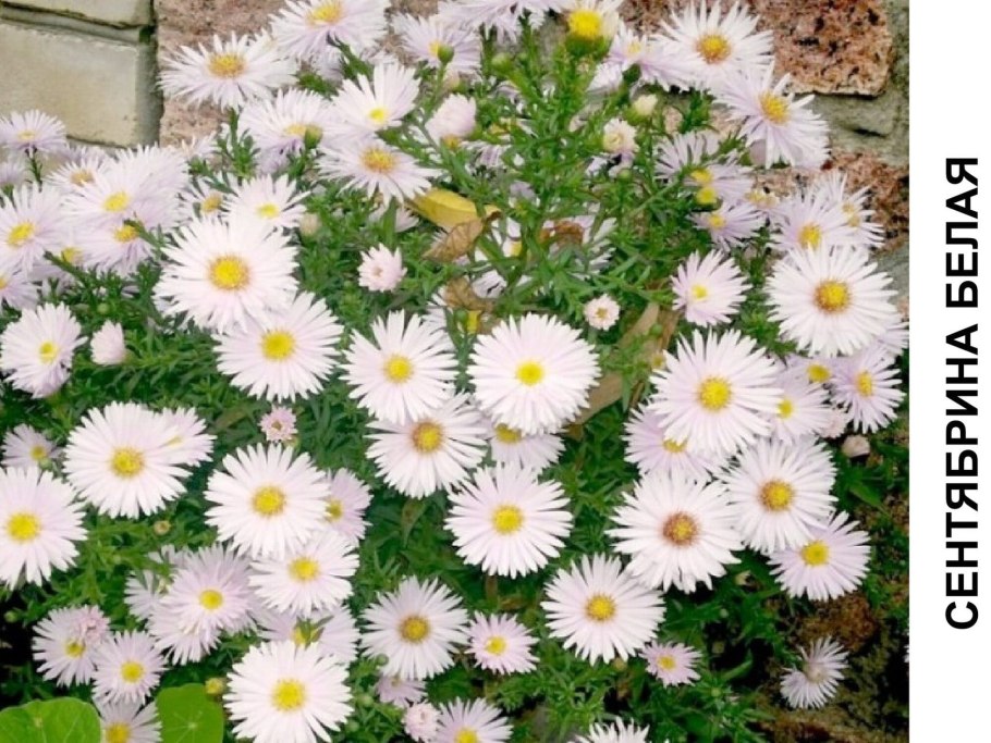 Aster dumosus Kristina