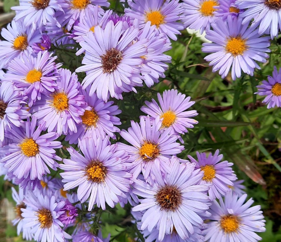 Мелколепестник «эригерон Альпийский»