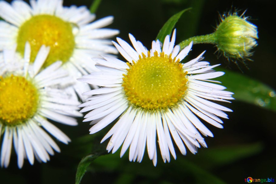 Астра Бельгийская многолетняя