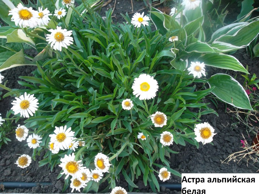 Aster Alpinus White