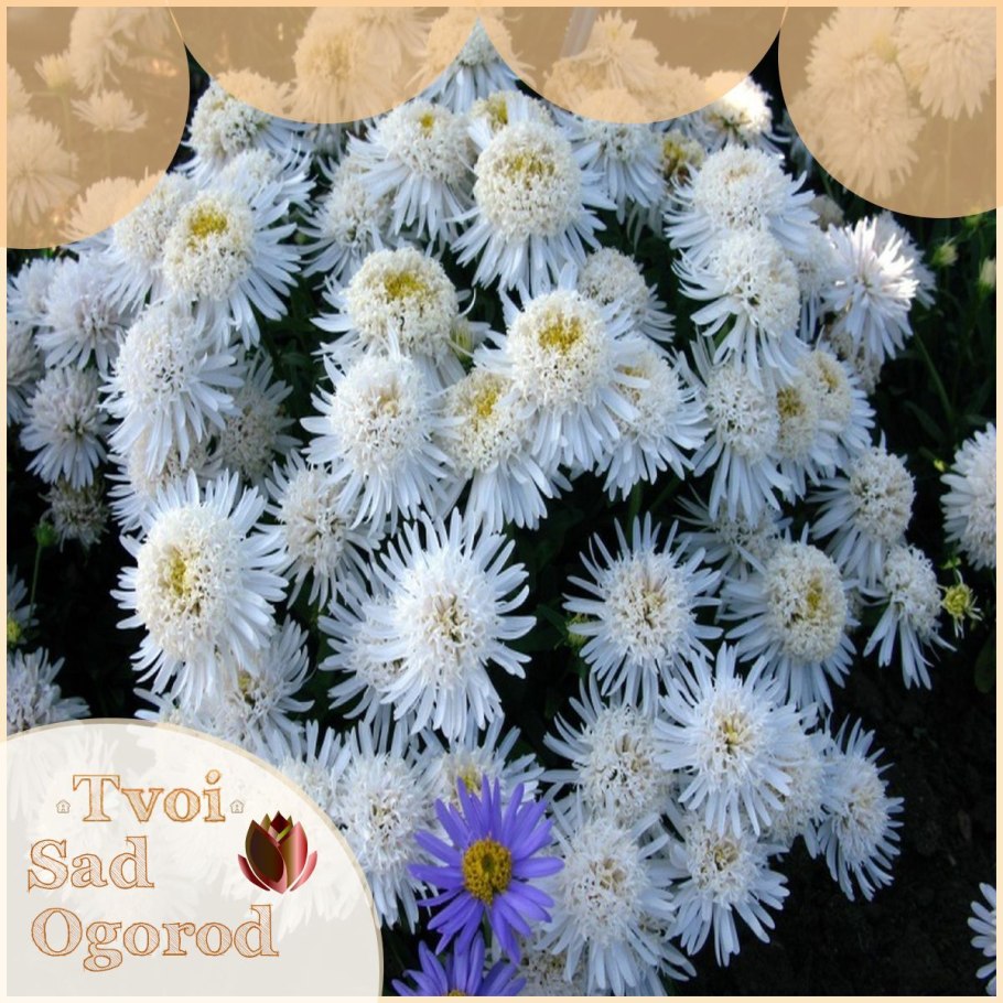 Aster Novi-Belgii White Ladies