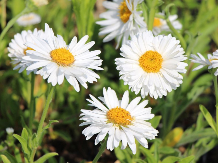 Aster Alpinus White