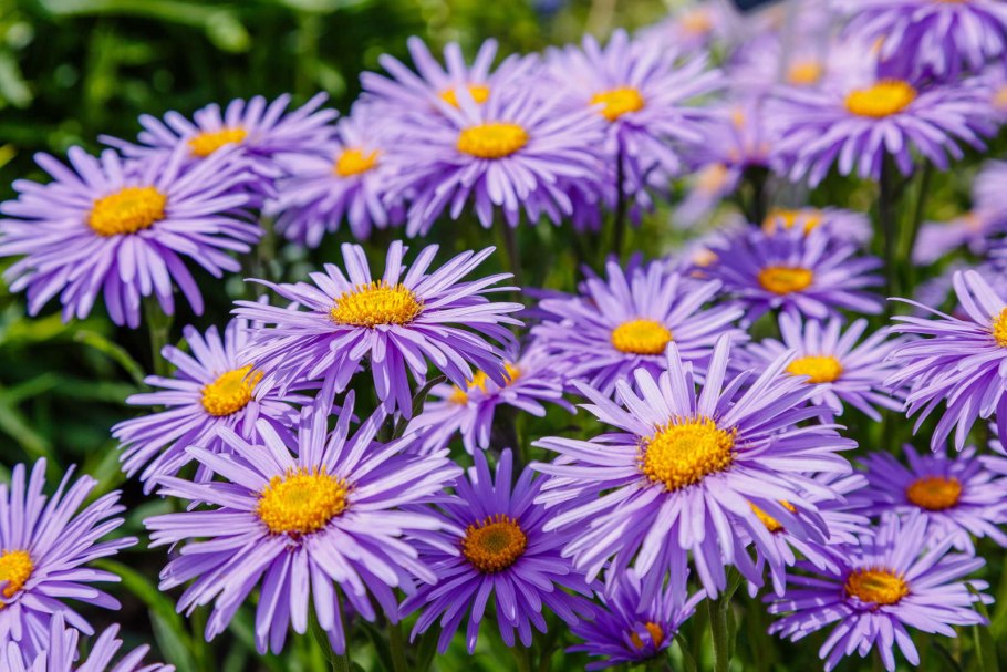 Астра Альпийская (Aster Alpinus)