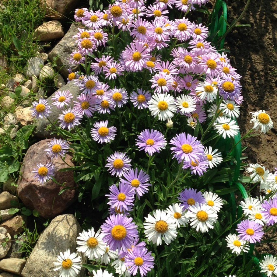 Aster ageratoides 'Ashvi'