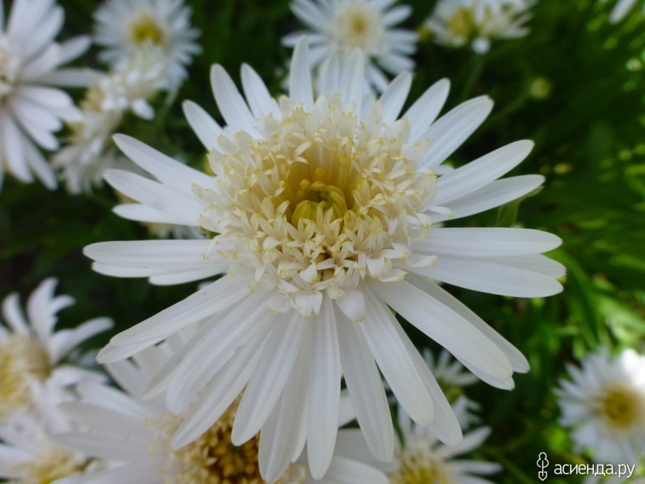 Астра Альпийская блонди