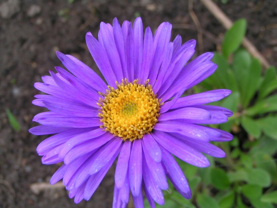 Астра Вересковая Aster ericoides