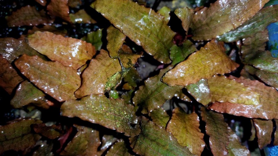 Криптокорина Вендта «ми Ойя» (Cryptocoryne wendtii "mi Oya")