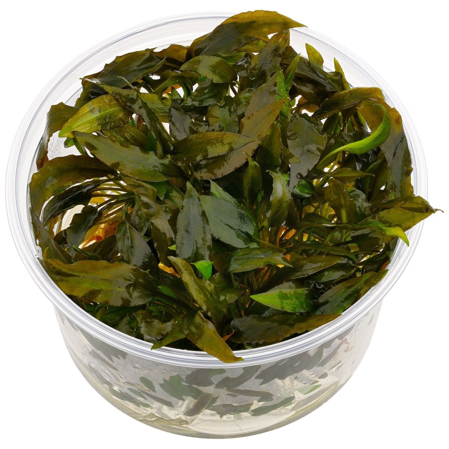 Cryptocoryne wendtii