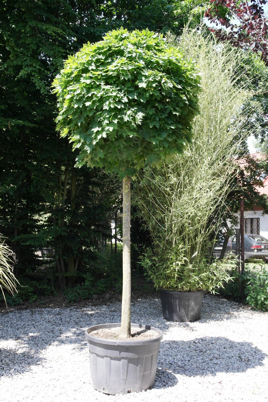 Вяз приземистый Ulmus pumila