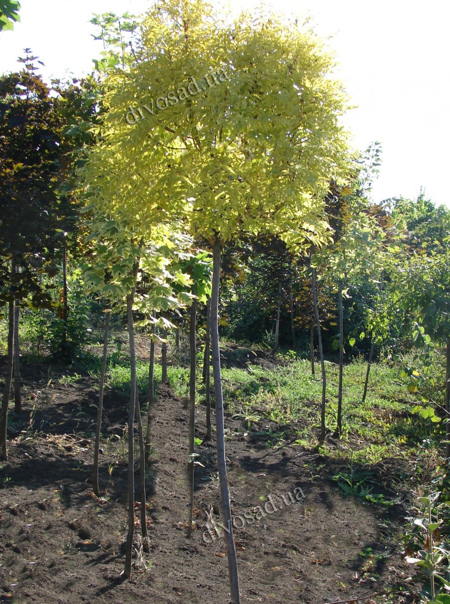 Ива Пендула плакучая