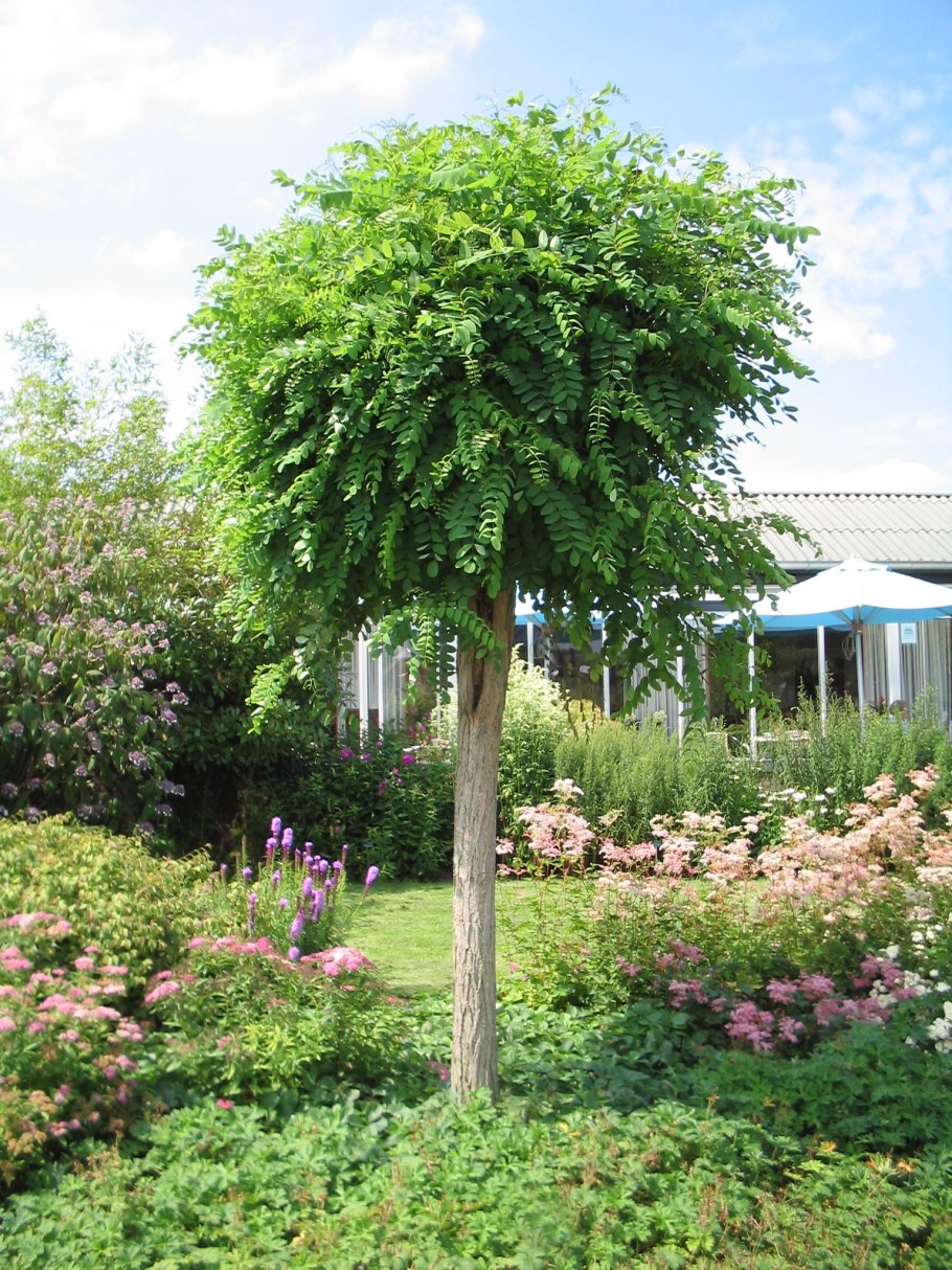 Клен остролистный globosum