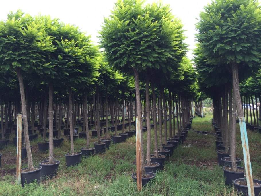 Ясень Глобозум