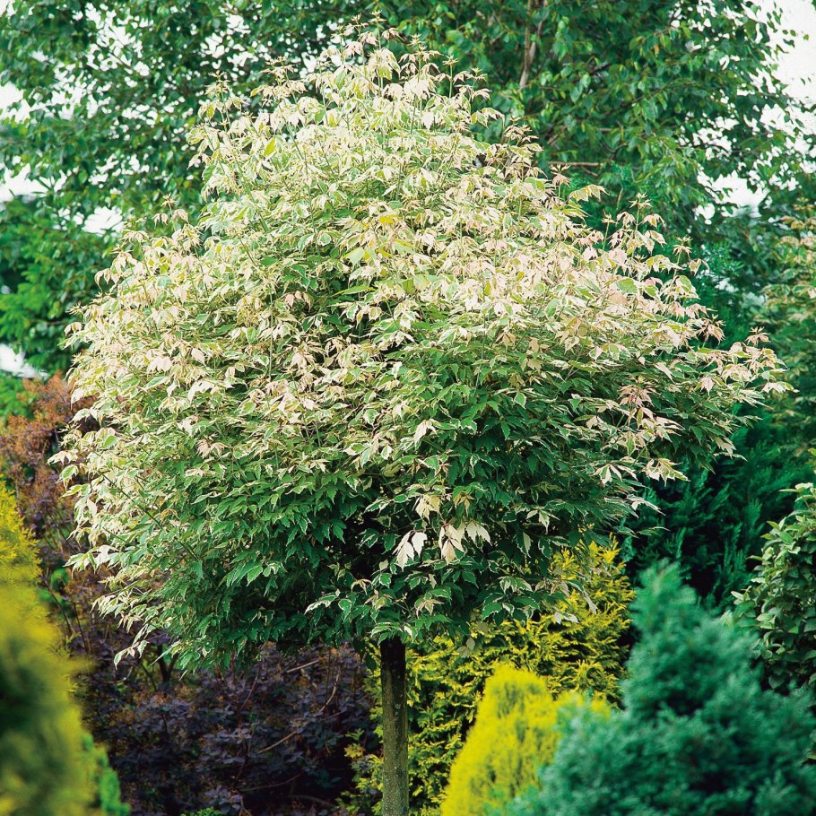 Робиния псевдоакация Умбракулифера