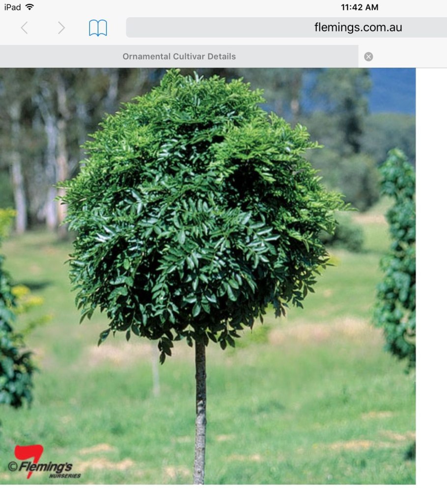 Клен ясенелистный Acer negundo Flamingo