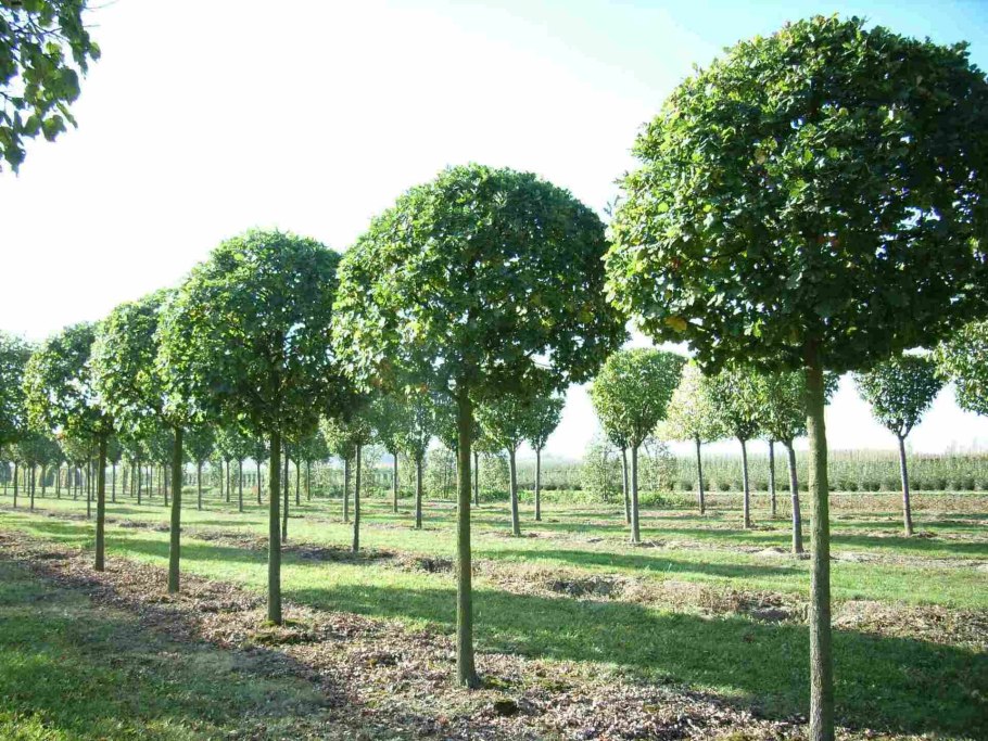 Липа мелколистная Tilia cordata