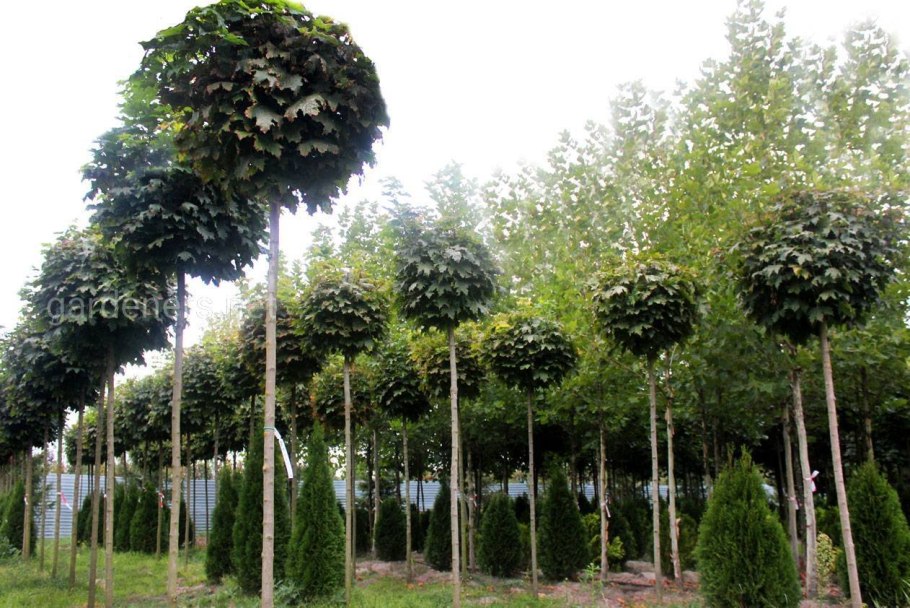 Клен остролистный ГЛОБОСУ