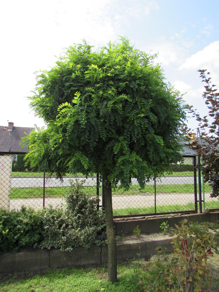 Клен остролистный Глобозум