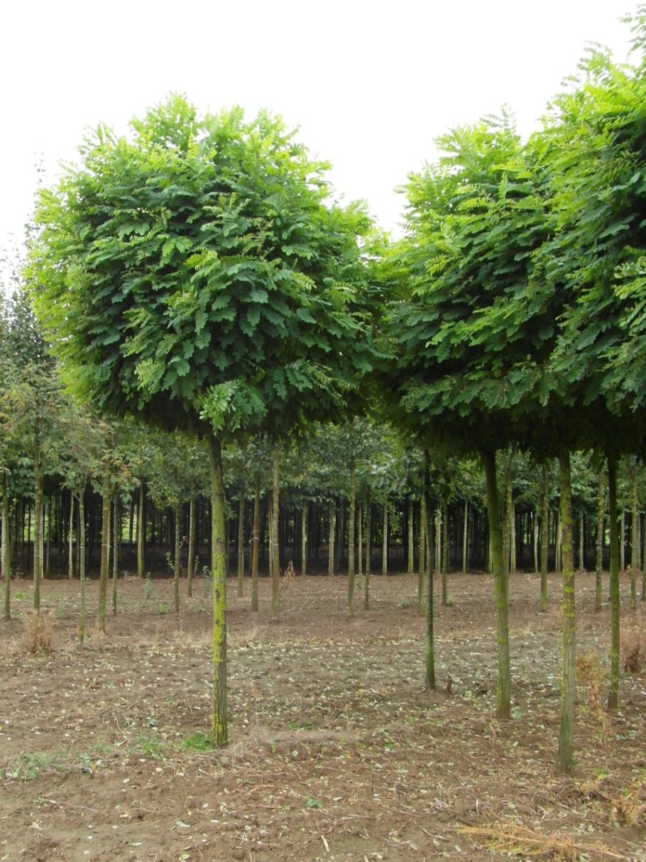 Робиния Лжеака́ция (Umbraculifera)