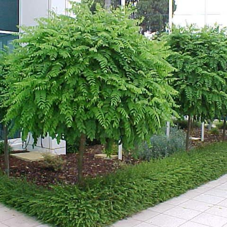 Акация шаровидная Умбракулифера