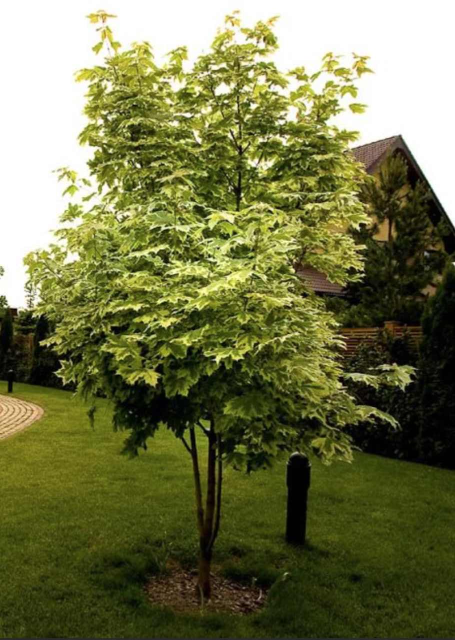 Акация (Робиния) Umbraculifera