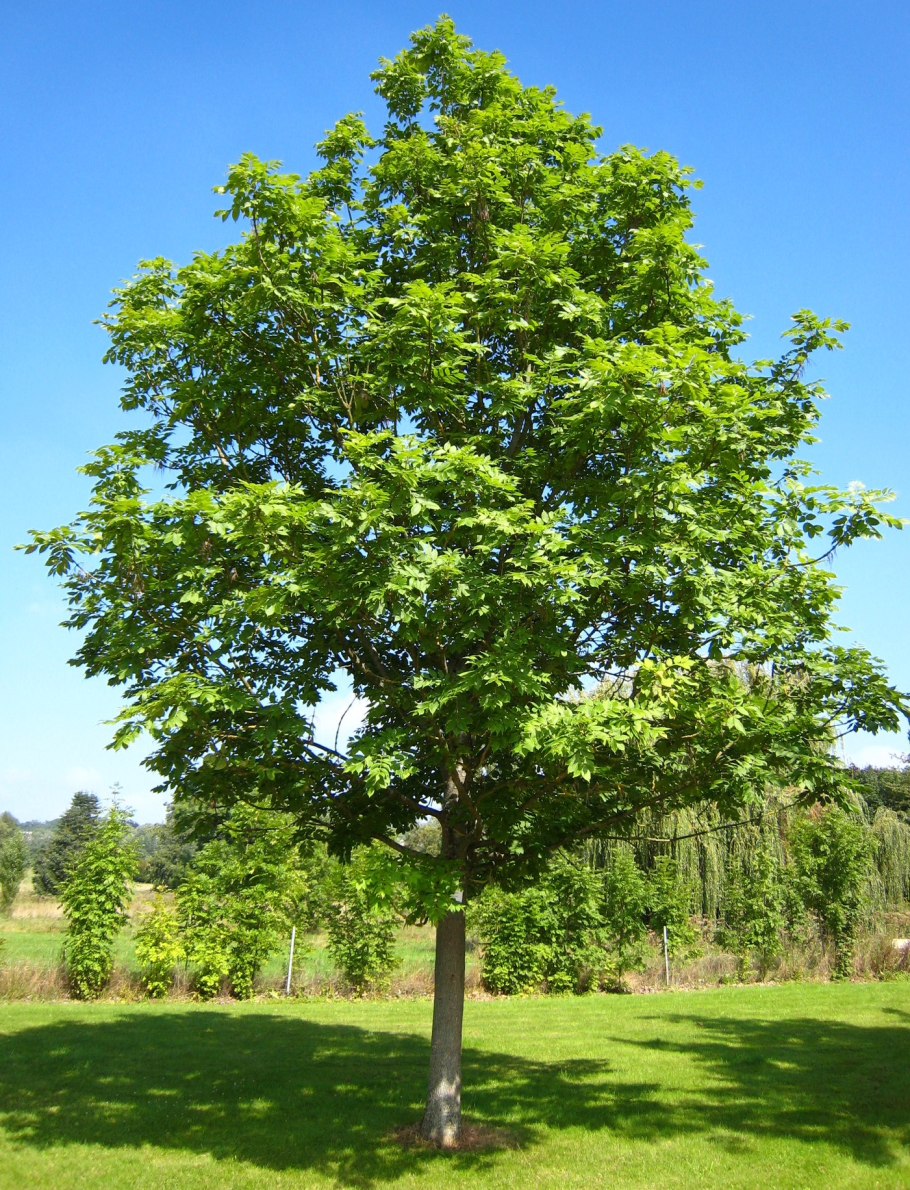 Граб обыкновенный Пендула