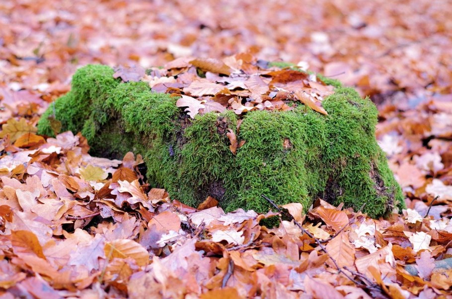 Мох осенью