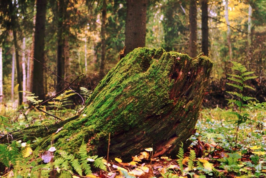 Пни с мхами и папоротниками