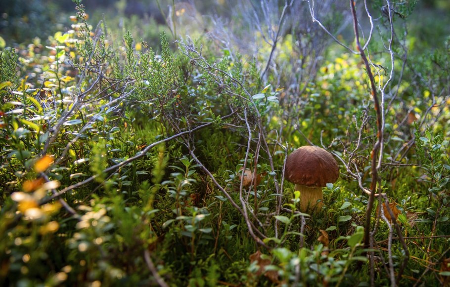 Грибы макро