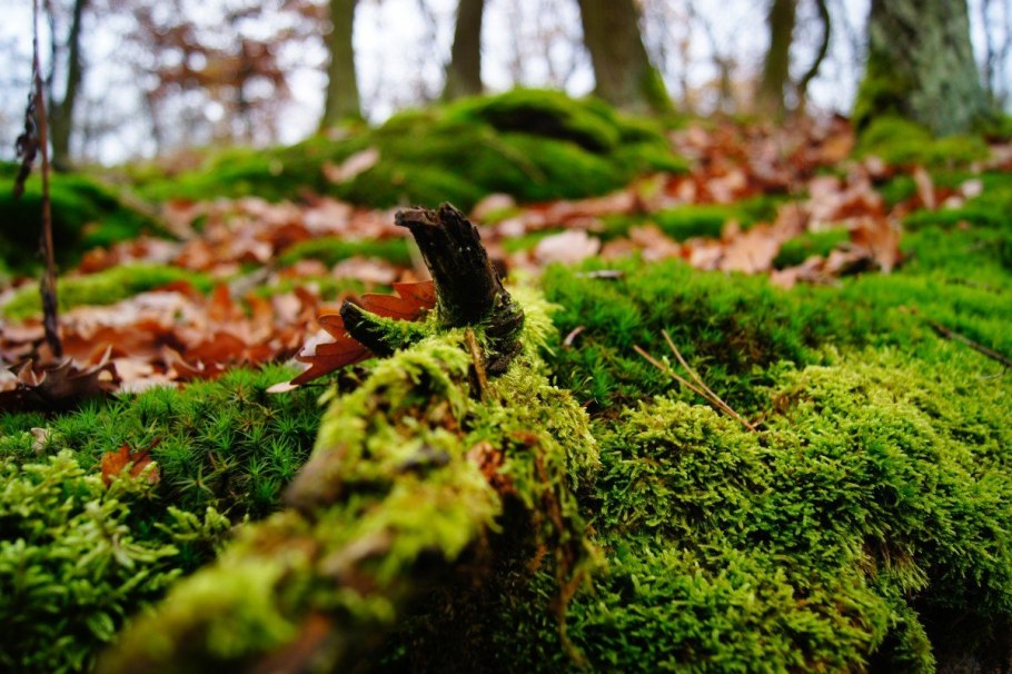 Сад мхов в Подмосковье