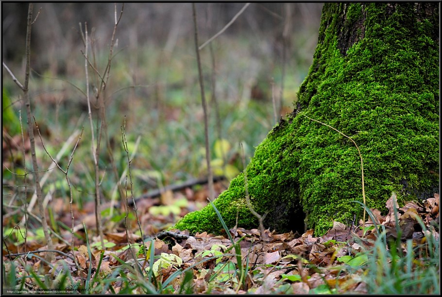 Кедровая Падь мхи