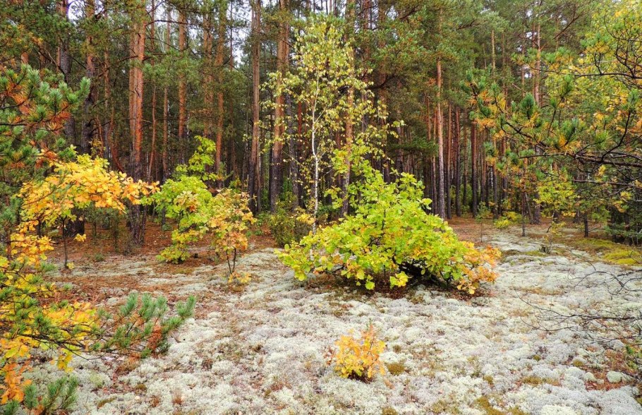 Осенний мох