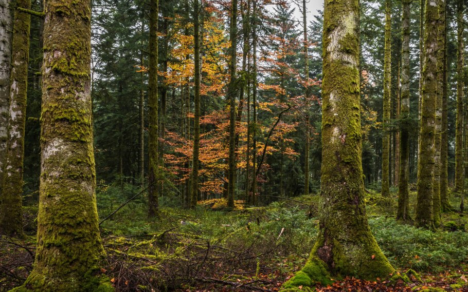 Осень в лесу