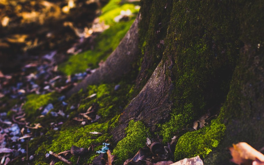 Еловый гриб