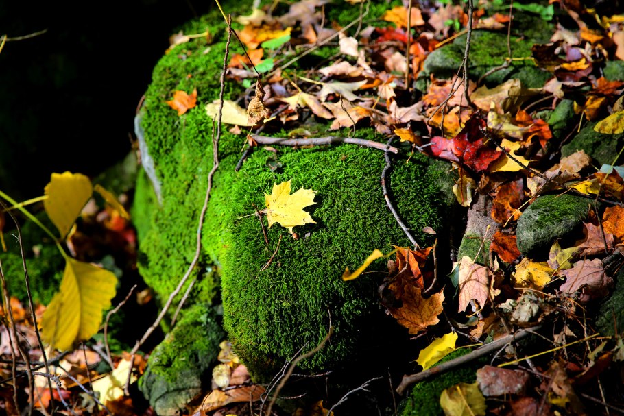 Осень лес камни мох живопись