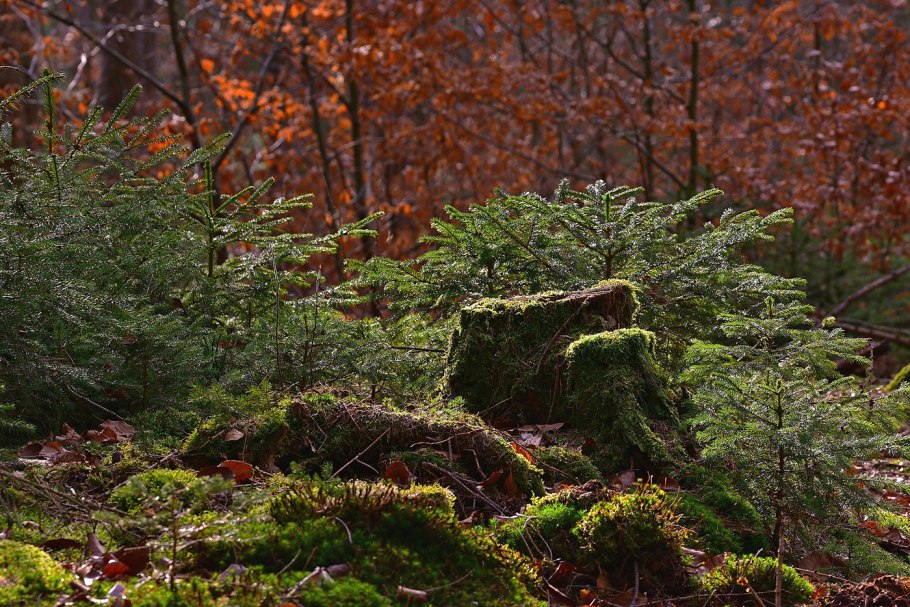 Осенний лес мох