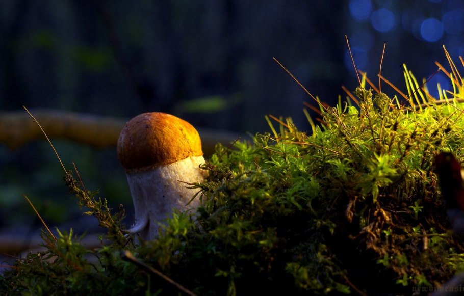 Осенний лес мох