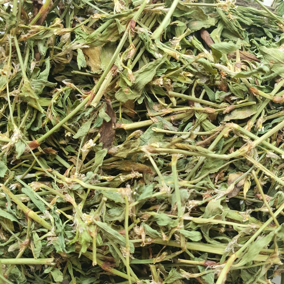 Горец птичий Polygonum aviculare всходы