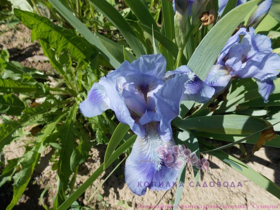 Ирис карликовый даринг Ду