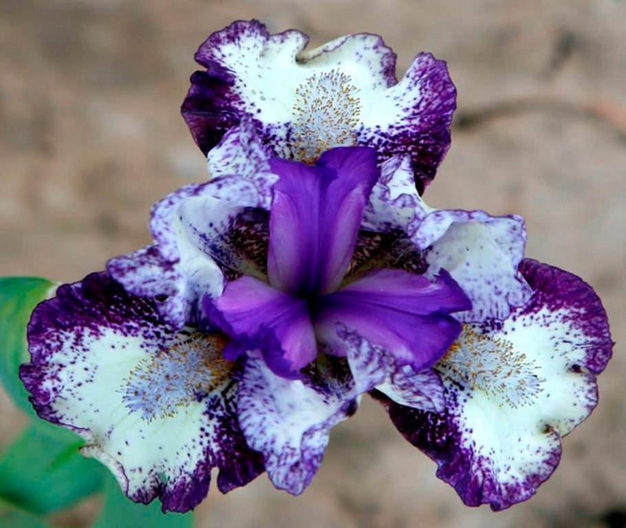 Ирис карликовый Ритц