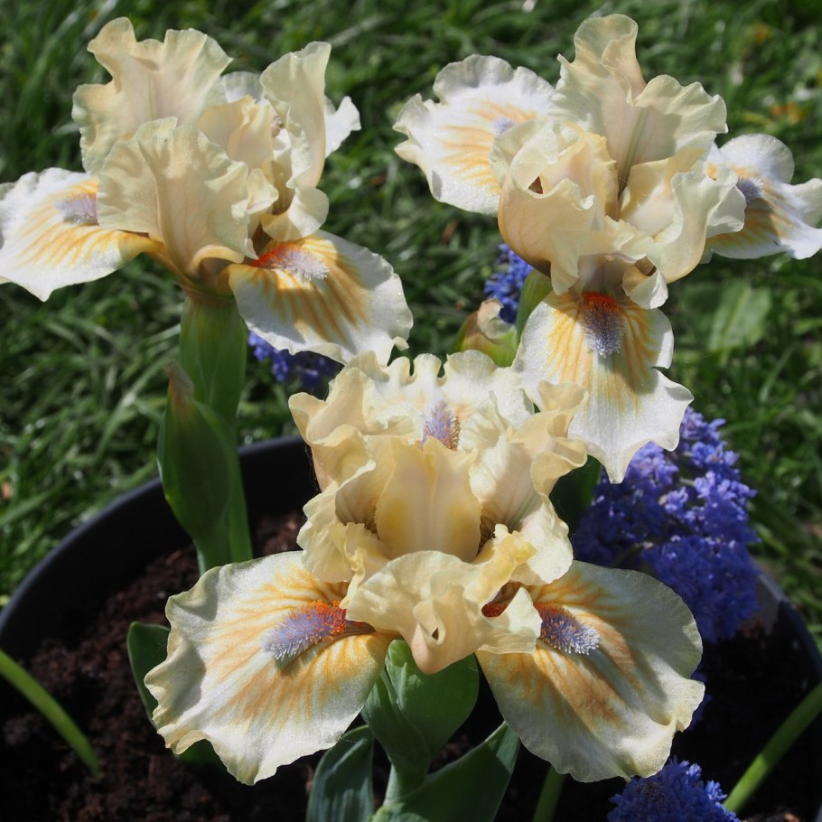 Ирис карликовый with castanets