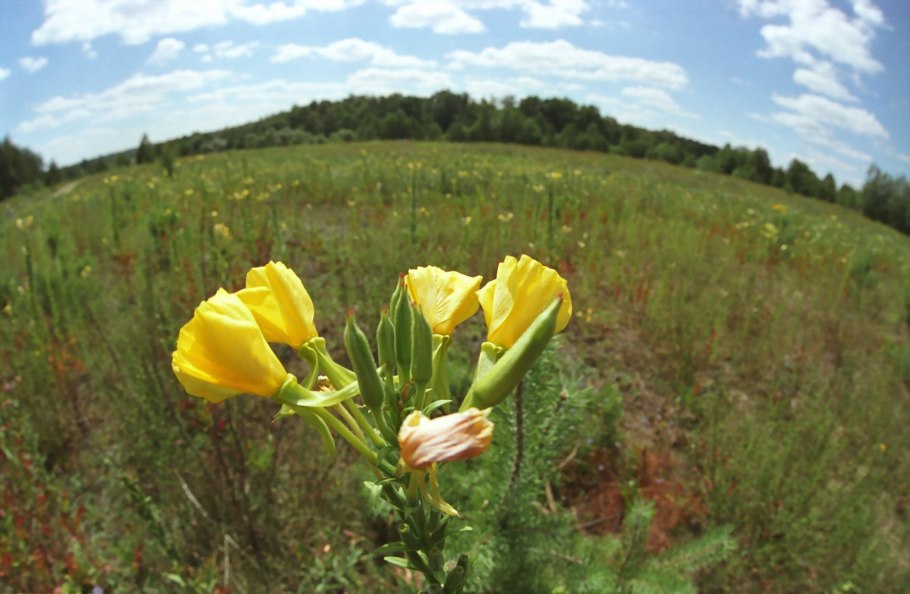 Растения Беларуси