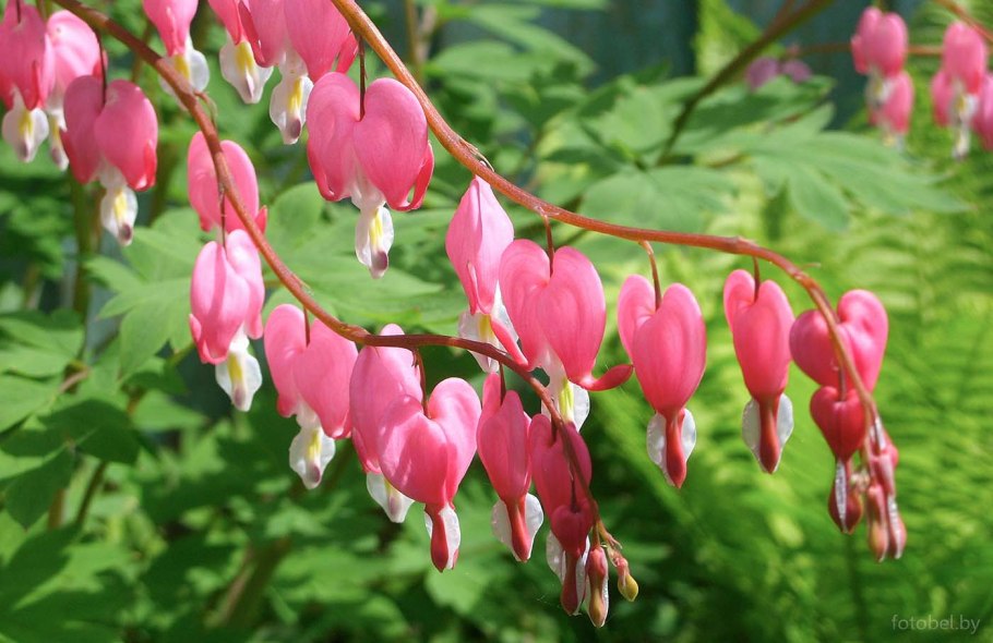 Национальное растение Беларуси