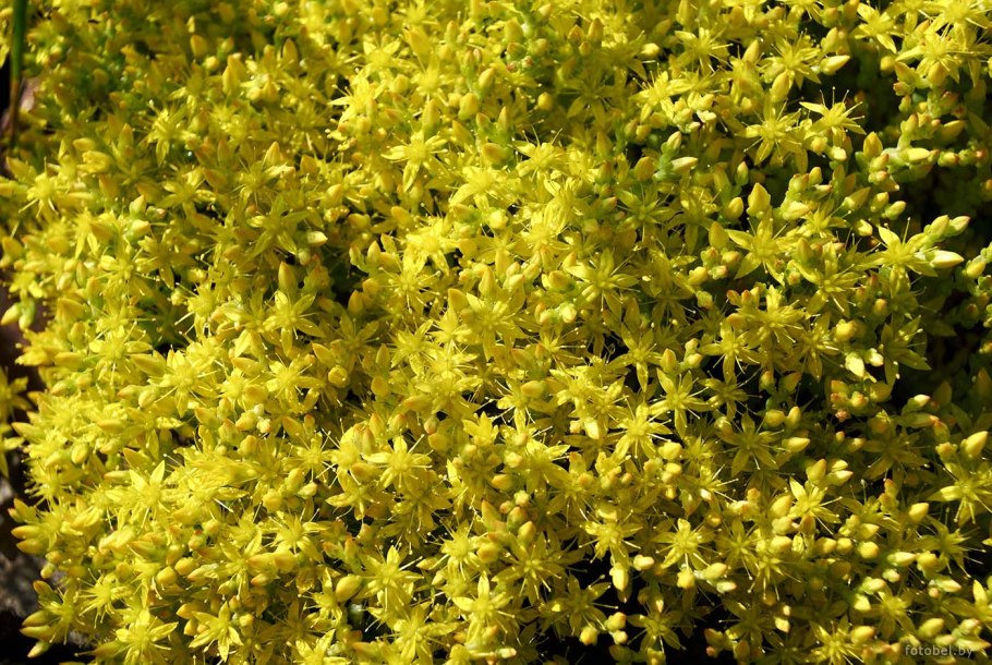 Растения Белоруссии картинки