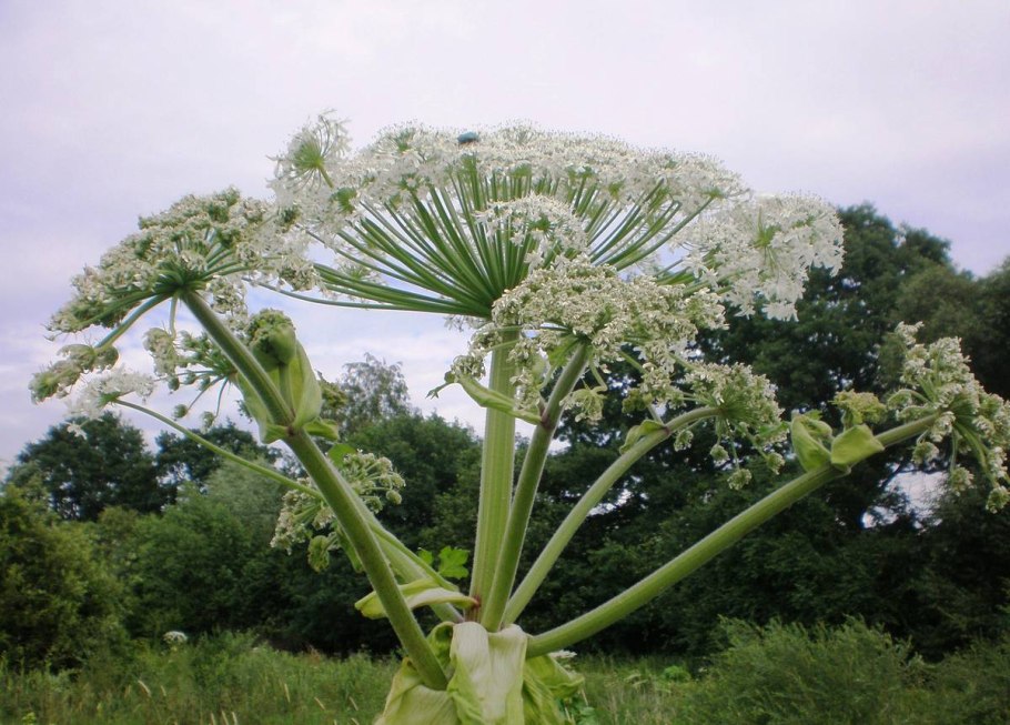 Красный Клевер Trifolium pratense