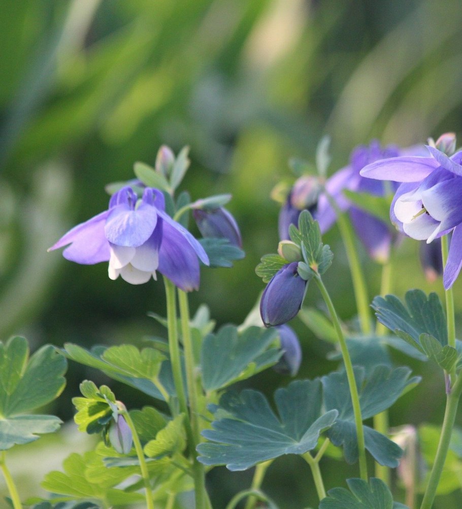 Растения Беларуси