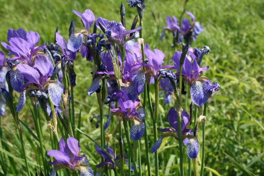 Гули Савсан