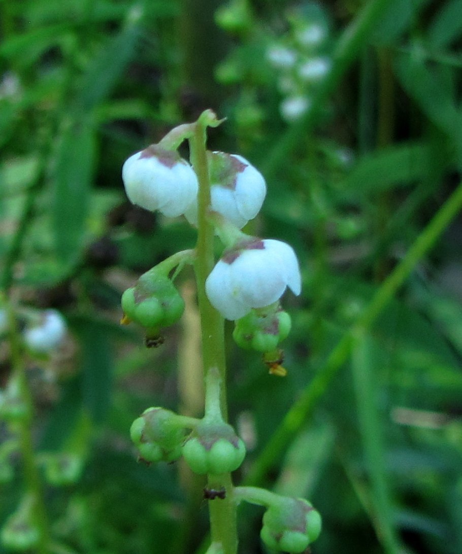Растения беларуси