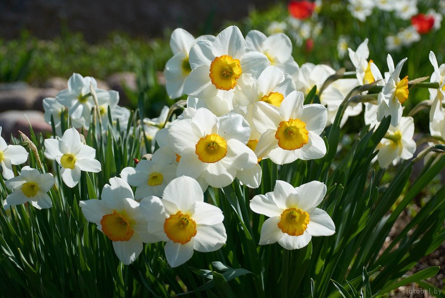 Белорусы цветы